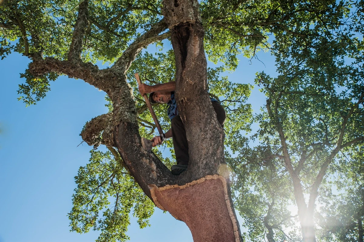 Amorim Cork: De Personas para Personas