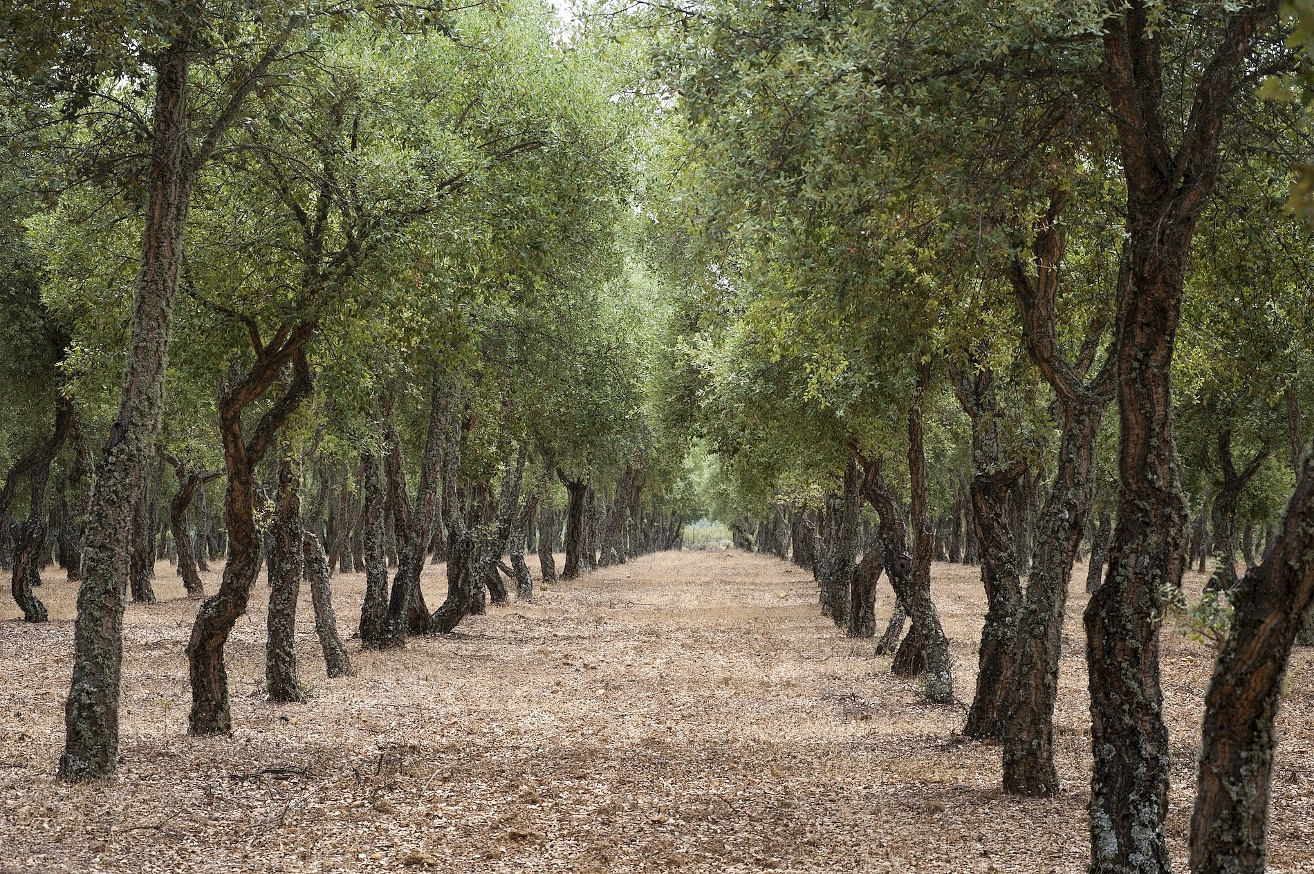 Cork Oak Forest