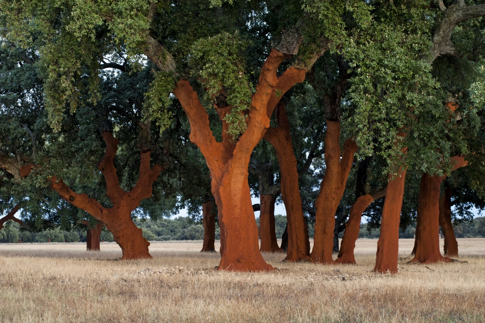 Sustentável por natureza