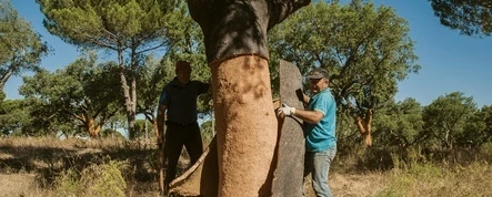 The cork oak and natural cork play an instrumental role in the fight against climate changes