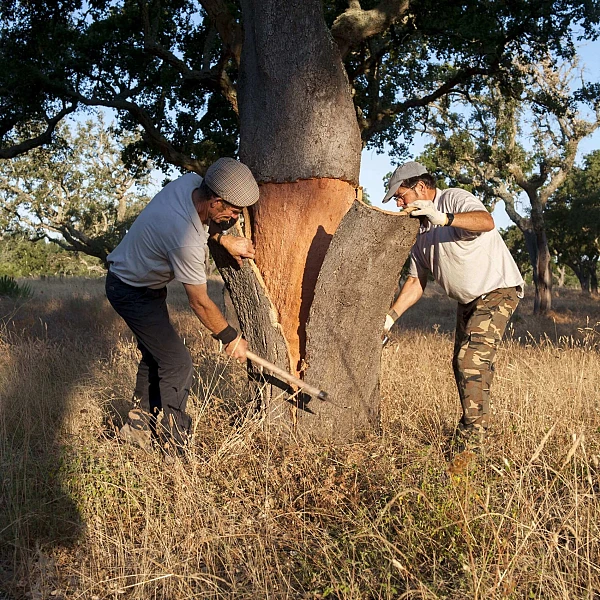 Inovação impulsiona crescimento da Amorim Cork