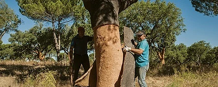 Sobreiro e cortiça com papel relevante no combate às alterações climáticas