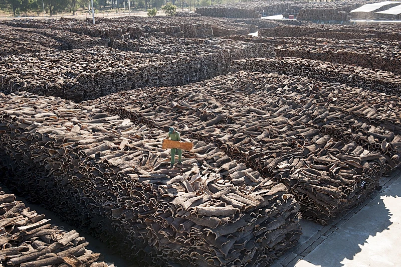 Cork planks leave the forest in trucks and are placed on a yard where, for six months, it shall stabilize and develop an even moisture content. Each load is labeled and registered to trace the origin of an individual batch to the forest. Traceability is essential to obtain certification by the Forest Stewardship Council (FSC). Planks are stacked onto stainless steel structures in large concrete areas, at a slight angle, to prevent microbial contamination and maximize air circulation.