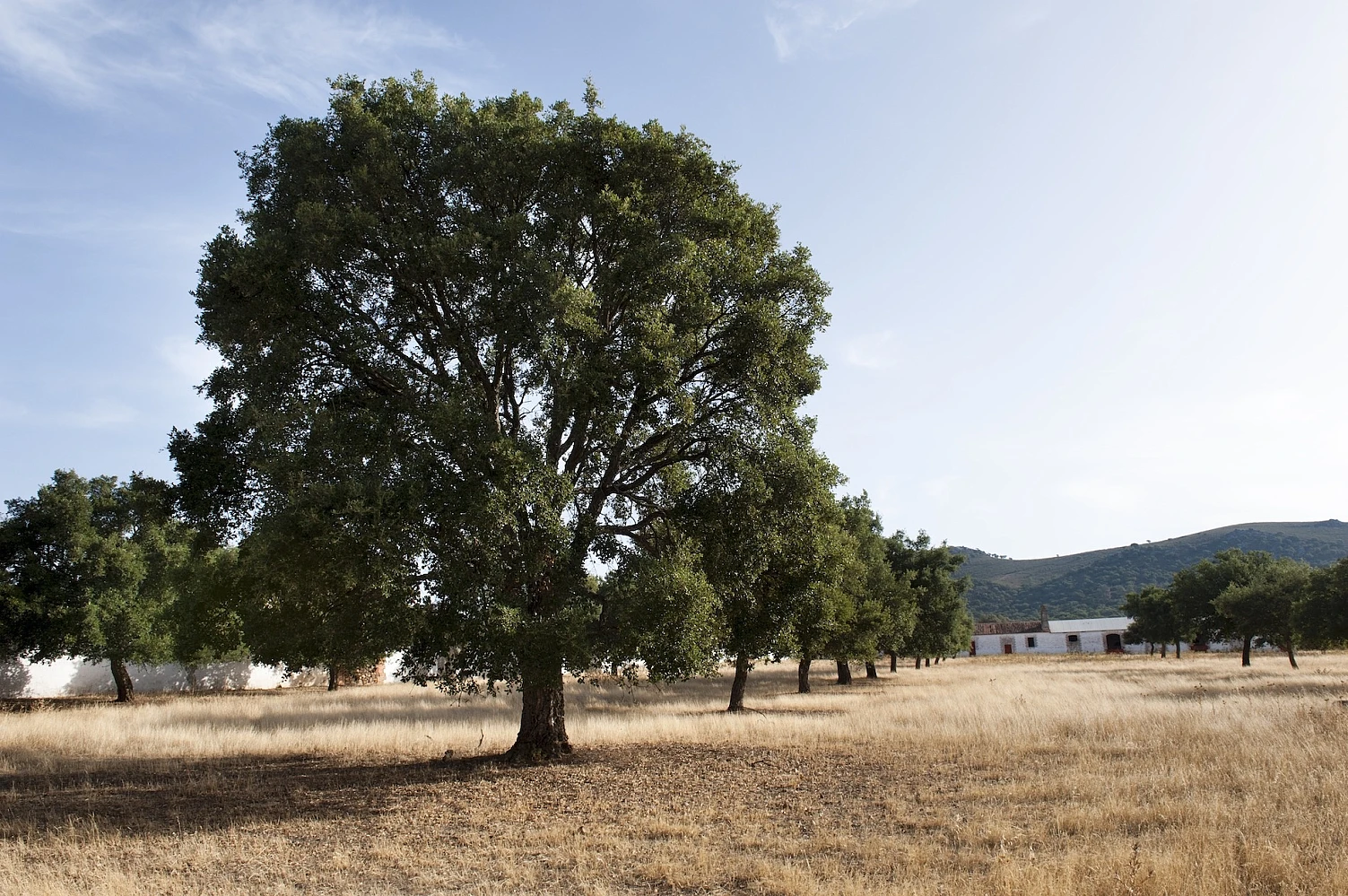 With 34% of the world’s Cork Oak Forest Area