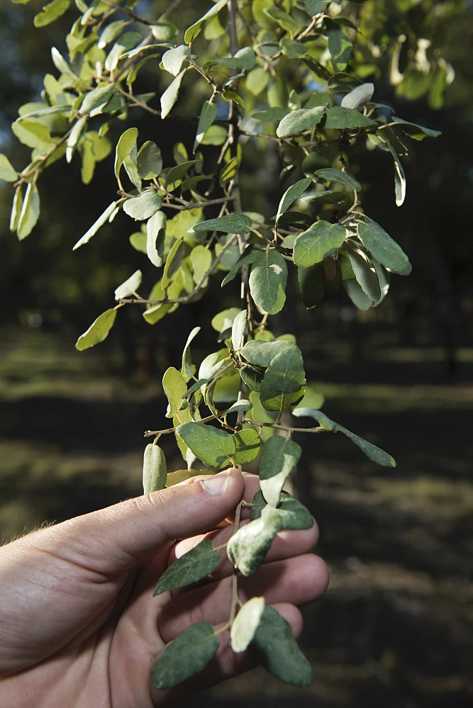 Forestry Intervention Project: The Seeds of a Better Future