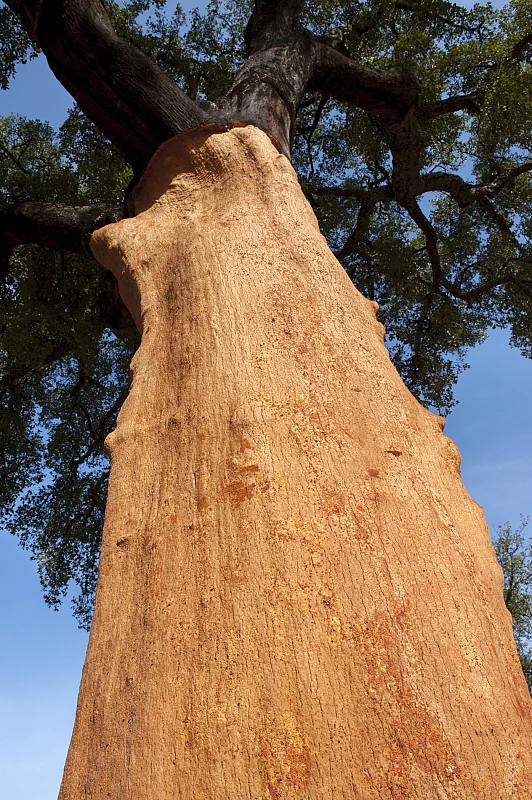 Cork, Naturally Noble