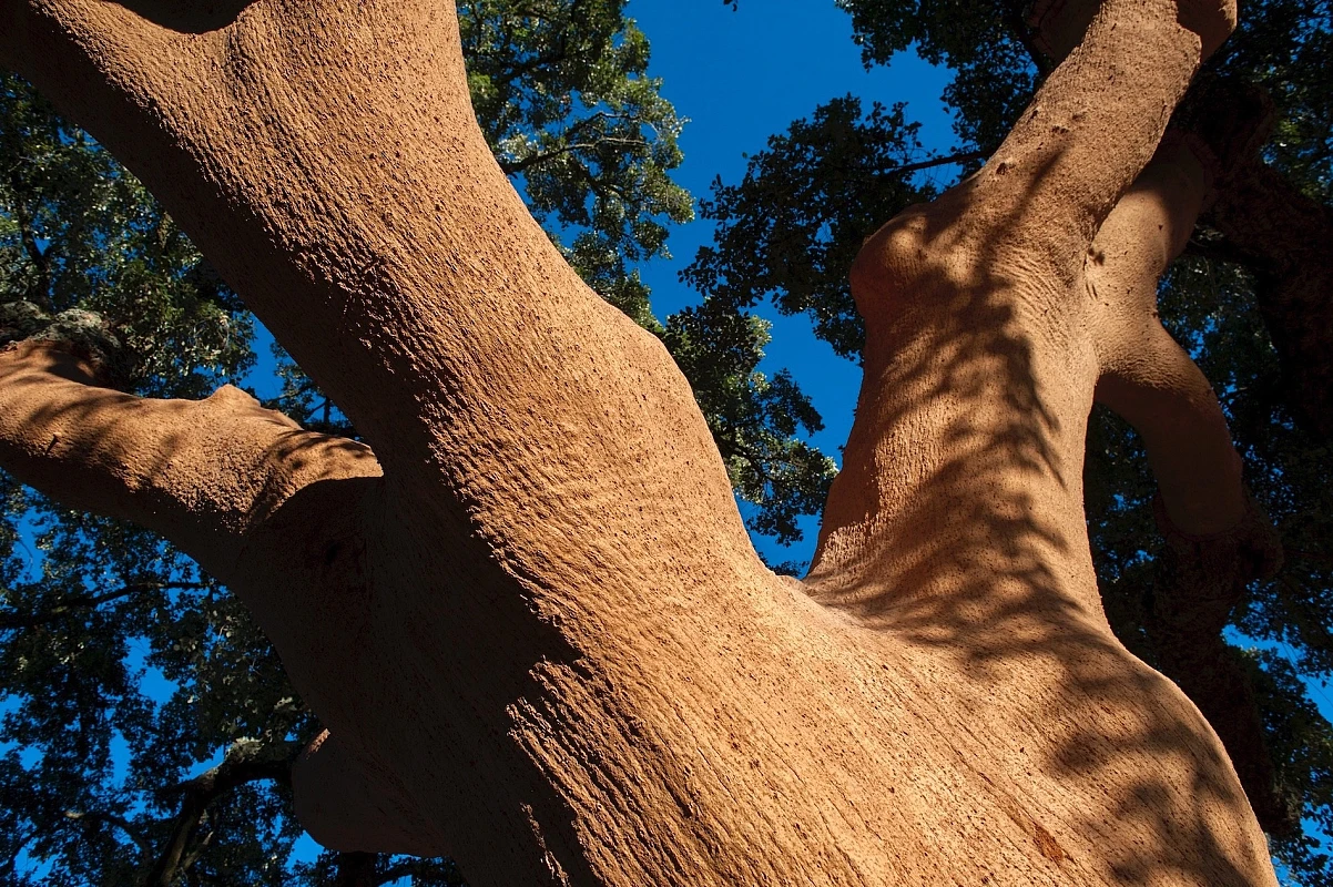 Sustainability and the Cork Oak Forest